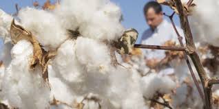 The Best Cotton in the World?
